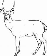 Antelope Spotted Deer Coloring Page  Wecoloringpagecom sketch template
