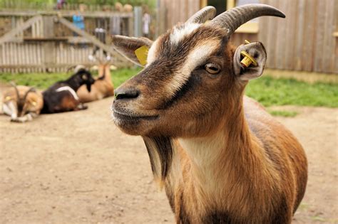 Goat Dwarf Pet - Free photo on Pixabay