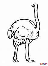 Free Printable Ostrich Coloring Page  Free Printable Coloring Pages sketch template