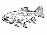 Trout Coloring Page  sketch template
