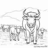 Buffalo Coloring Pages  Free & Printable sketch template