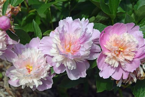 Southern Peony: 2017 Peony Bloom Clusters - Mid Season