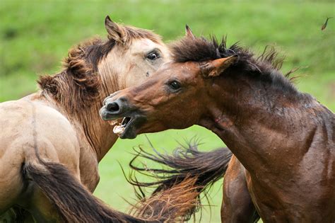 On Mindanao's Lumads and Horse Fighting | Travel Photographer Jacob Maentz