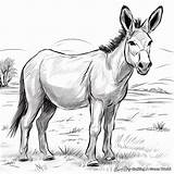 Donkey Coloring Pages  Free & Printable sketch template