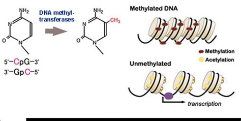 Biotechnology – Epigenetics – Aliessah's Blog