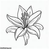 Beautiful Lily Flower Coloring Page  For Kids – Smart sketch template
