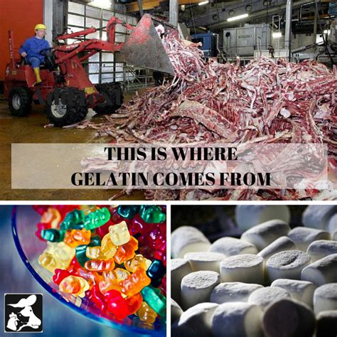 Gelatine The Reversed Story ( Graphic Video )