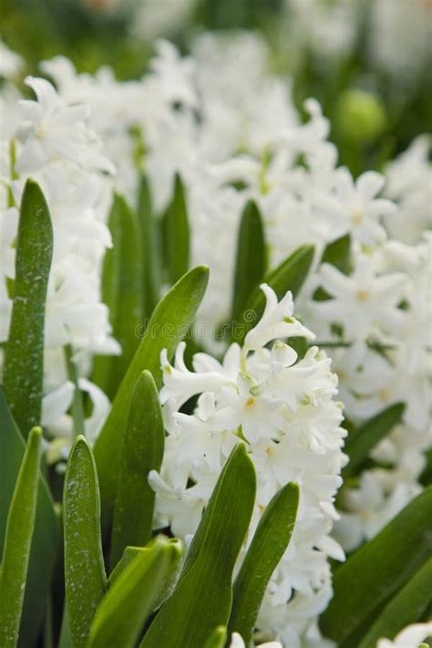 White Hyacinths in the Spring Garden Stock Image - Image of herb, aroma ...