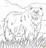 Alaskan Grizzly Bear Coloring Online  Super sketch template