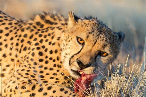 "Cheetah (Acinonyx Jubatus) Eating Meat From Game" by Stocksy Contributor "Fotografie Daniel ...