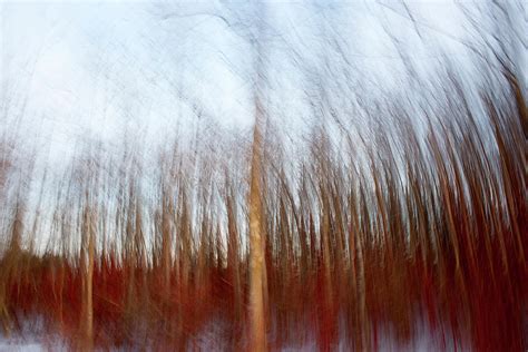 Dogwood Hymn Photograph by Matthew Aaron Aicher - Fine Art America