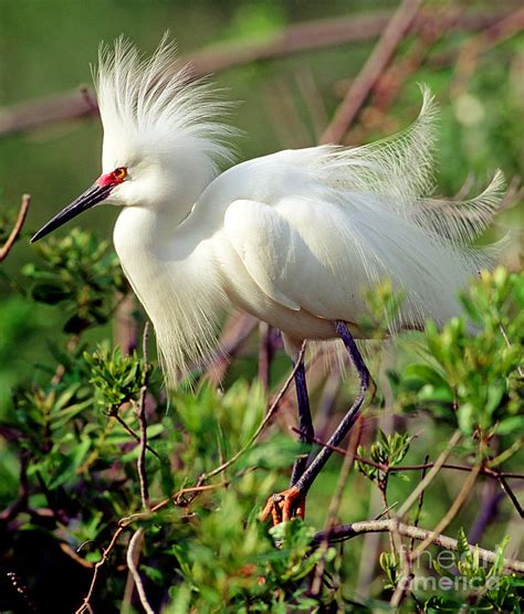 Snowy Egret In Breeding Plumage Photograph by Millard H. Sharp - Fine Art America