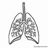 Lungs Coloring Pages  Free & Printable sketch template