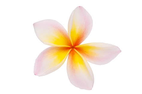 Frangipani White Flower PNG Image | PNG Mart