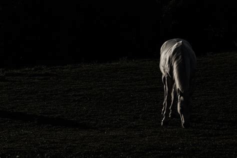 Horse Silhouette | Volker Kannacher | Flickr