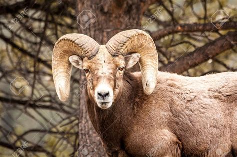 Male Rocky Mountain Bighorn Sheep Ram Standing In Snow Flurries.. Stock ...