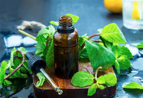 PEPPERMINT OIL – HISTORY, FACTS AND USES