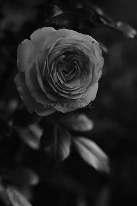 Climbing Bush Roses, Rose Flowers Grow in the Garden, Bw Photo Stock Photo - Image of cluster ...