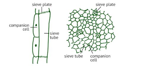 10 Difference Between Sieve Tubes And Companion Cells - VIVA DIFFERENCES