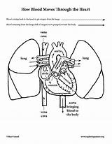 Heart And Lung Coloring Pages sketch template