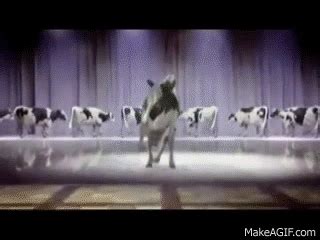 cow singing happy birthday on Make a GIF