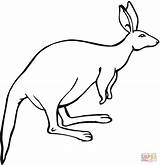 Kangaroo With Big Ears coloring Page  Free Printable Coloring Pages sketch template
