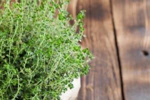 Is Creeping Thyme Edible Or Is It Only Grown For Beauty? - Gardening Dream