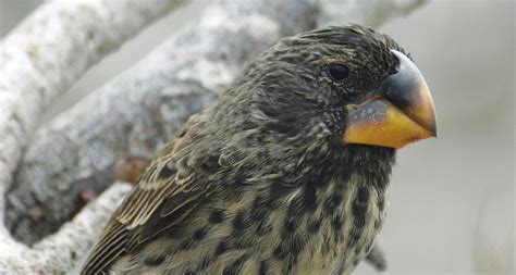 The genetic evolution of Darwin’s finches