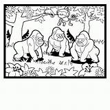 Printable Gorilla Coloring Pages 48  Realistic Gor sketch template