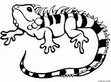 Iguana Coloring Page » Turkau sketch template