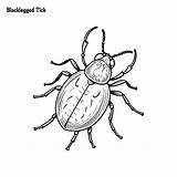 Premium Vector  Blacklegged Tick Handdrawn coloring Page And Outline sketch template