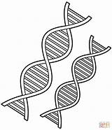 DNA coloring Page  Free Printable Coloring Pages sketch template