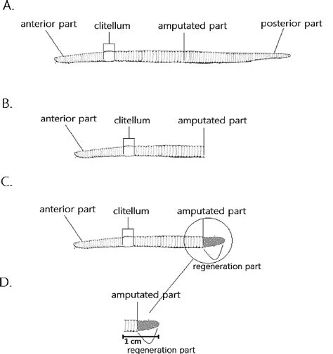 Figure 1 from The identification of functional proteins from amputated lumbricus Eisenia fetida ...