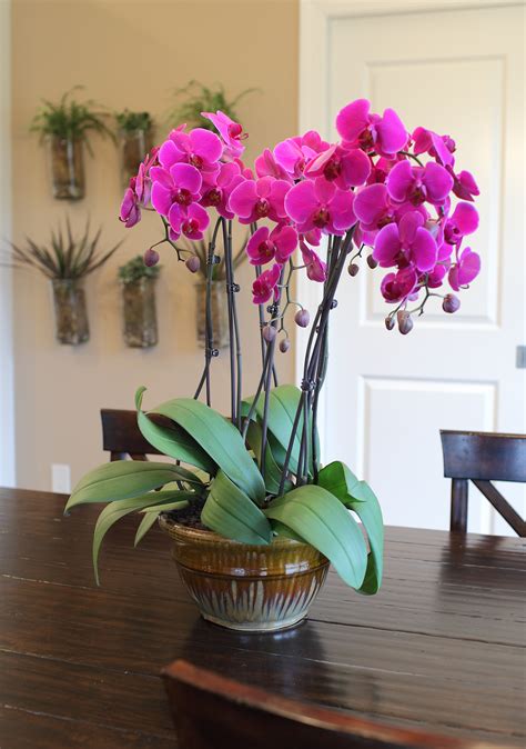 5 Low-Maintenance Houseplants That Can Easily Brighten Up Your Space