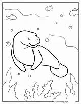 Manatee Coloring Pages20  Free Printable coloring Pages Cute sketch template