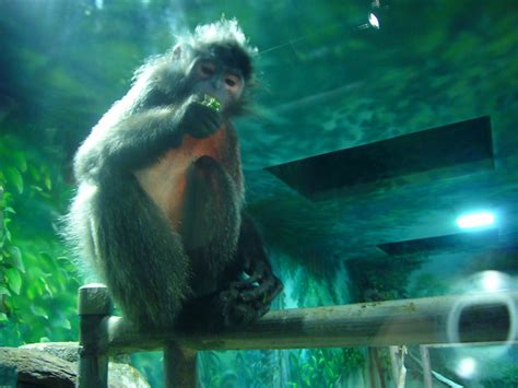 Monkey Eating Poop | Flickr - Photo Sharing!
