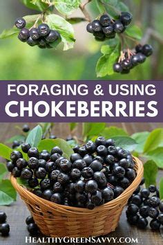 15 Best Aronia Berry Recipes {Chokeberry Recipes to Try This Season!} | Aronia berry recipes ...