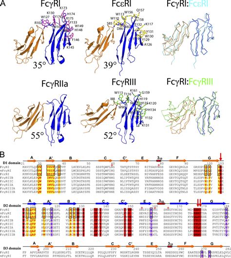 Structural and sequence comparisons among Fc receptors. A, shown is a ...