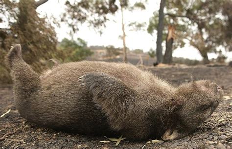 The Habitat Advocate » Blog Archive Wombat poisoned by Mount Wilson ...