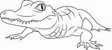 Cute Alligator Coloring Pages sketch template