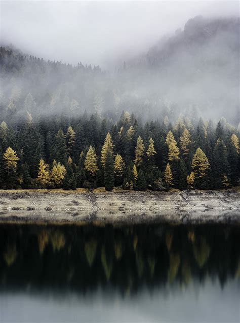 trees, reflecting, body, water, reflective, photography, pine tree line, forest | Piqsels