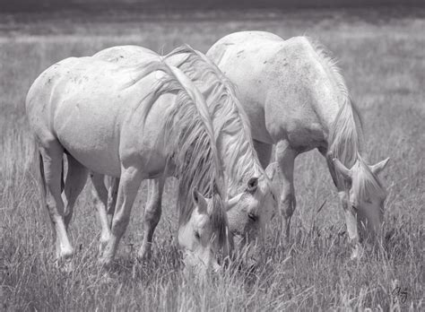 Wild Horse Photographs - Black & White - Photography of Wild Horses ...