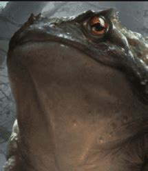 The ultimate Giant Toad 5e guide: Read this before you get licked! - Creature College