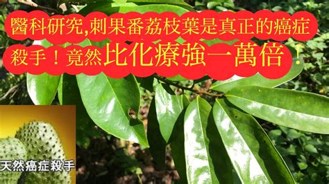 刺果番荔枝葉的吃法和功效。 graviola leaves benefits 。Daun sersak. - YouTube