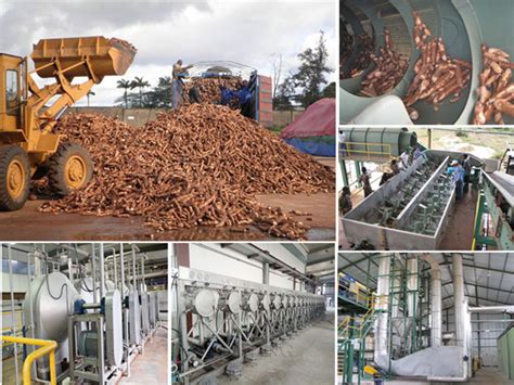 The current status and development trends of cassava starch production in Ghana_Blog