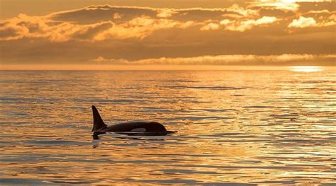 Whale Watching at Sunset in Semi Covered Boat - Whale Guarantee - Victoria | Project Expedition