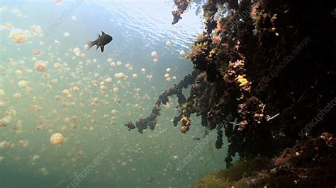 Jellyfish Lake daily migration - Stock Video Clip - K003/4210 - Science Photo Library