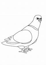 Coloring Pages  Of Pigeon For Kids sketch template