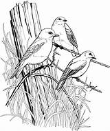 Eastern Bluebird Coloring Page  Free Printable Pages For Kids sketch template