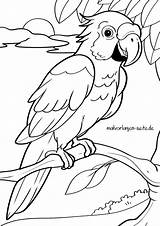 Papagei Papegaai Papagayo Pappagallo Colorare Parrot Ausmalbilder  sketch template